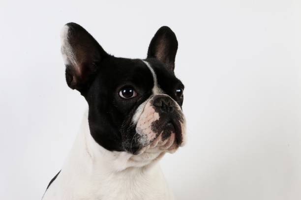 istock french bulldog in the studio 939514546