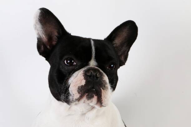 istock french bulldog in the studio 939514560