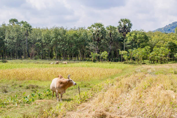 istock brown cow in gold rice field 939514646