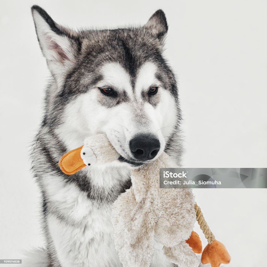 Funny Portrait Of Alaskan Malamute With Toy Ducky Stock Photo - Download  Image Now - Animal, Animal Hair, Belarus - iStock