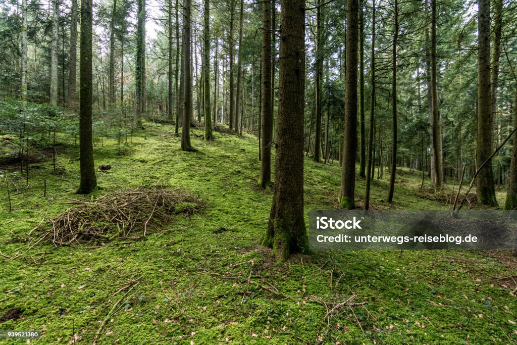 Forest with green mossy ground Forest in Black Forest in southern Germany with green mossy ground on hill Beauty Stock Photo