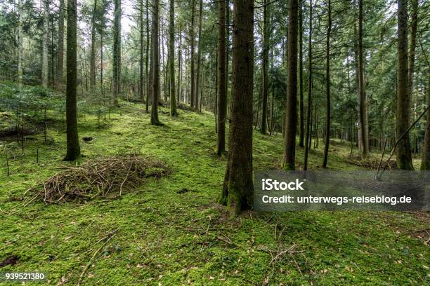 Forest With Green Mossy Ground Stock Photo - Download Image Now - Beauty, Branch - Plant Part, Coniferous Tree