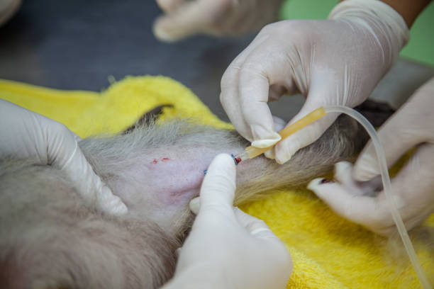 istock Veterinary Emergency Aid Monkey Monitoring 939521484