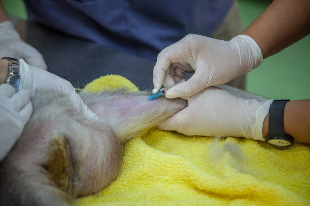 istock Veterinary Emergency Aid Monkey Monitoring 939521598