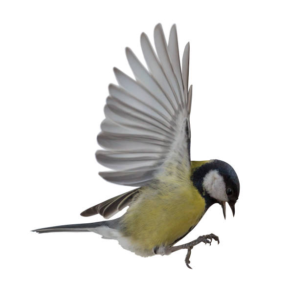 istock photo of great tit in flight 939521614