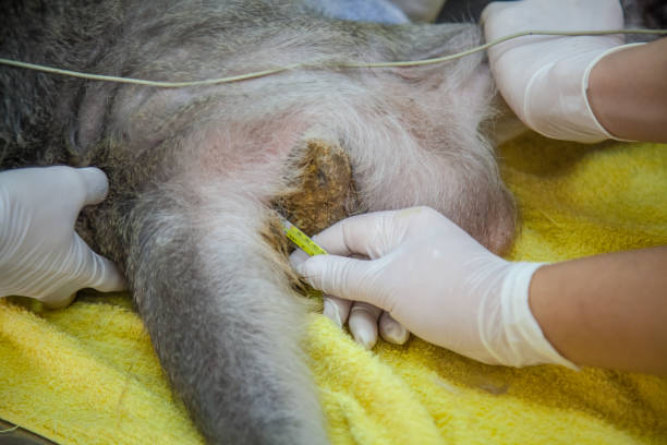 istock Veterinary Emergency Aid Monkey Monitoring 939521618