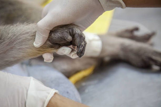 istock Veterinary Emergency Aid Monkey Monitoring 939521626
