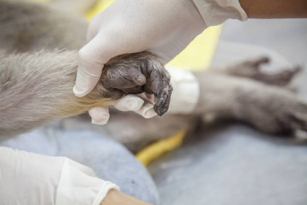 istock Veterinary Emergency Aid Monkey Monitoring 939521646