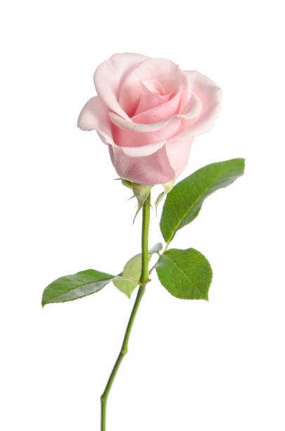 istock single pink rose isolated on white background 939521692
