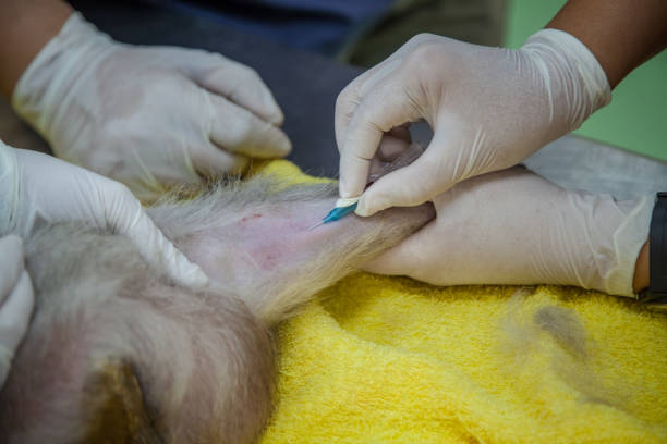 istock Veterinary Emergency Aid Monkey Monitoring 939521902