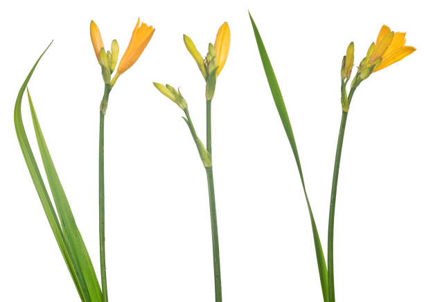 istock three yellow isolated small lily flowers with buds 939522002
