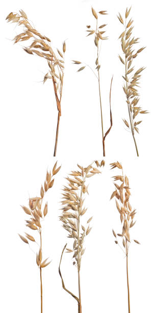 istock six isolated on white dry  light ears of oat 939522016