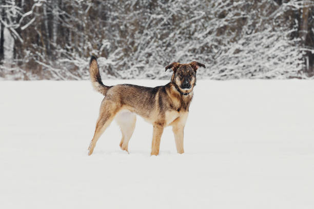 istock Winter portrait of a mongrel 939522024