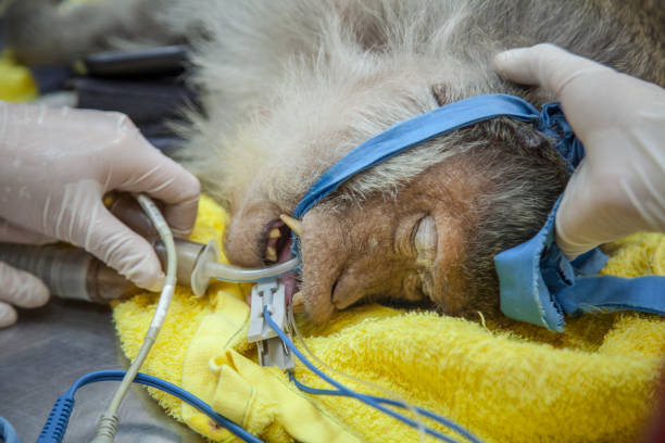 istock Veterinary Emergency Aid Monkey Monitoring 939522064