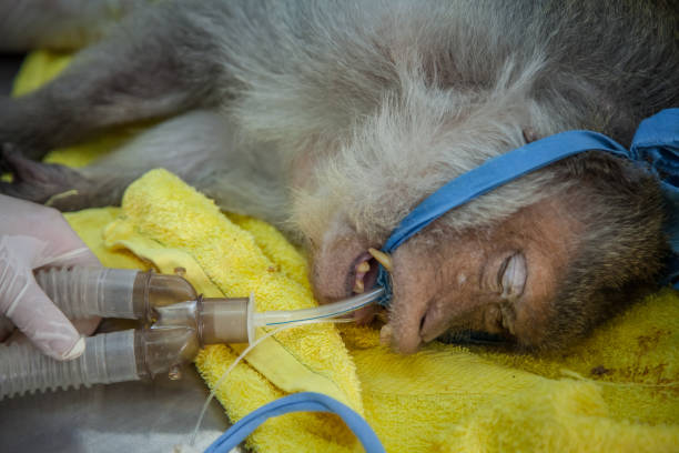 istock Veterinary Emergency Aid Monkey Monitoring 939522108