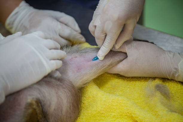 istock Veterinary Emergency Aid Monkey Monitoring 939522156
