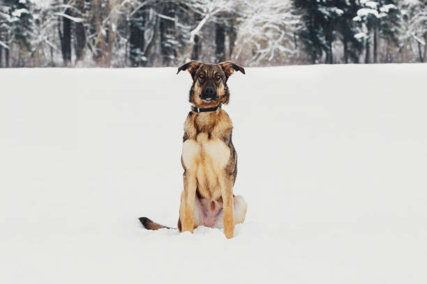istock Winter portrait of a mongrel 939522162