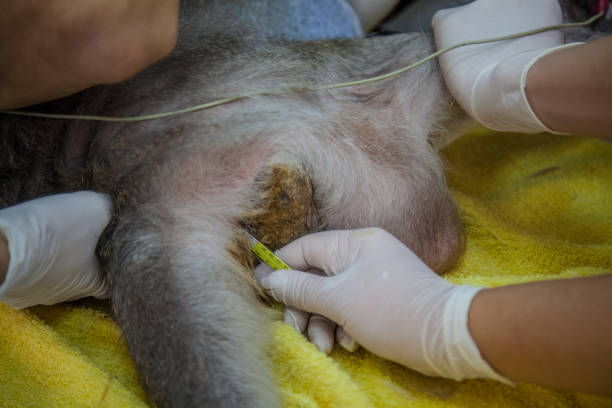 istock Veterinary Emergency Aid Monkey Monitoring 939522184