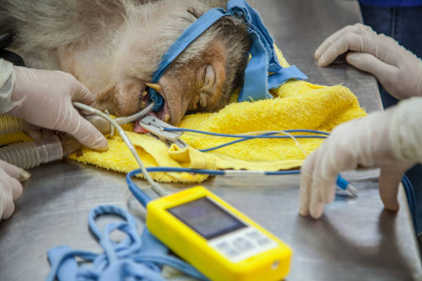 istock Veterinary Emergency Aid Monkey Monitoring 939522210