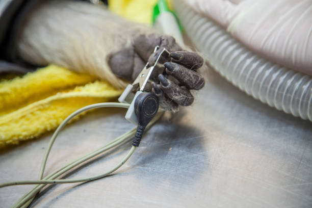istock Veterinary Emergency Aid Monkey Monitoring 939522284