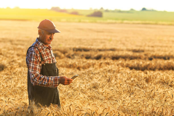 istock Side view of a farmer using smart phone in field 939522316