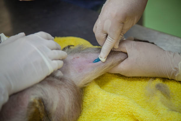 istock Veterinary Emergency Aid Monkey Monitoring 939522318