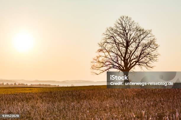 Tree Silhouette Near Black Forest Stock Photo - Download Image Now - Agricultural Field, Agriculture, Back Lit