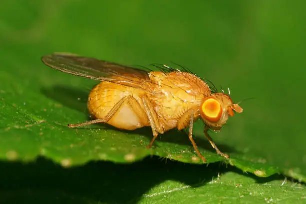Macro of a small two-winged Caucasian insect Meiosimyza illota fly with a thick yellow body and reddish eyes sitting on a green leaf in the grass of the Caucasus foothills