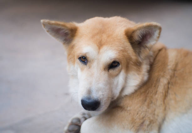 istock portrait Thai Ridgeback Dog. looking for a local owner is long gone 939529152