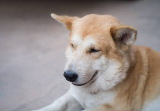 istock portrait Thai Ridgeback Dog. looking for a local owner is long gone 939529720