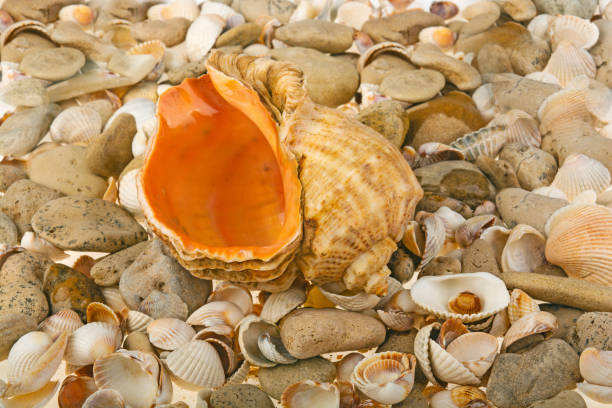 istock large seashell on gravel 939532126