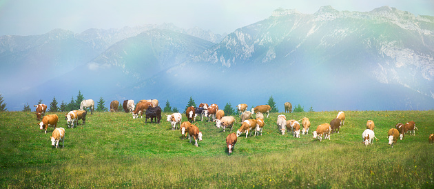 Many Cows on Meadow in Dolomites Italian Alps