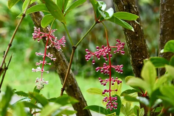 Photo of Flowers in the Rain