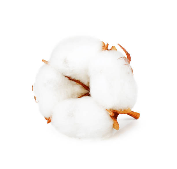 istock Cotton plant flower isolated on white background 939542024