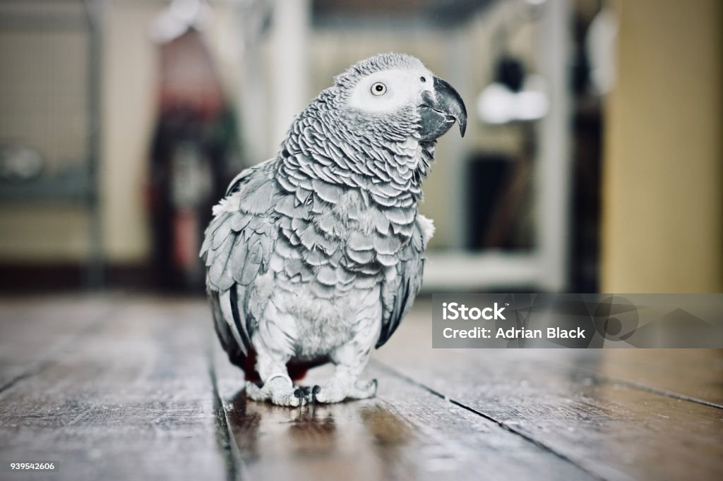 African Grey Parrot Animals concept. African grey parrot on the floor. Young bird at home. Parrot Stock Photo