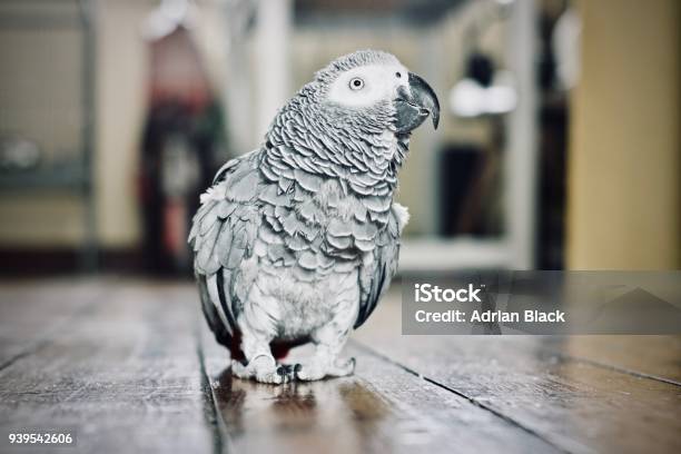 African Grey Parrot Stock Photo - Download Image Now - Parrot, Gray Color, Pets