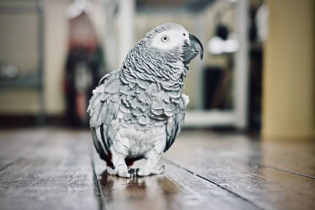 papagaio-do-congo - african grey parrot - fotografias e filmes do acervo