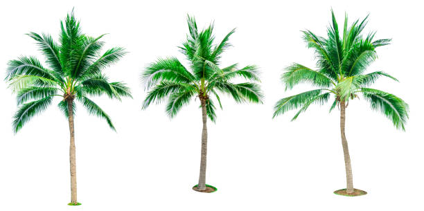 istock Set of coconut tree isolated on white background used for advertising decorative architecture. Summer and beach concept. Tropical palm tree. 939542624