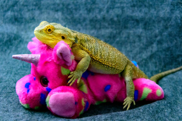 Bearded Dragon Resing On Unicorn