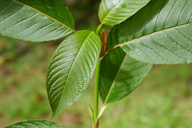 Mitragyna speciosa leaf (kratom), plant in thailand, Kratom is Thai herbal which encourage health. Close up stock photo