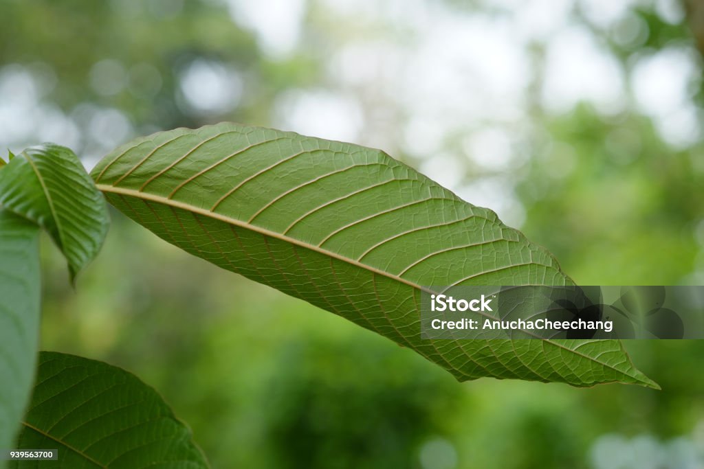Mitragyna 천 엽 잎 태국 Kratom 식물은 태국어 초본 건강을 격려 하는 이다 클로즈업 STEM-주제에 대한 스톡 ...