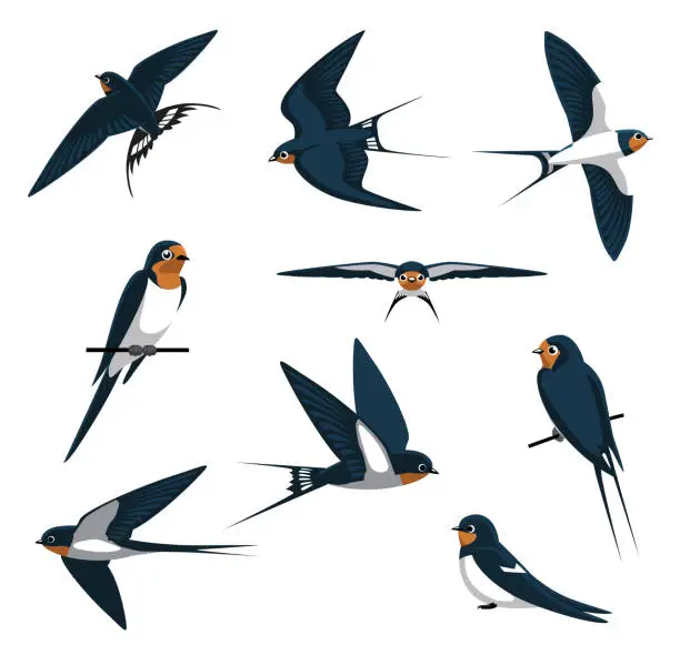 Vector illustration of Barn Swallow Flying Cartoon Vector Illustration