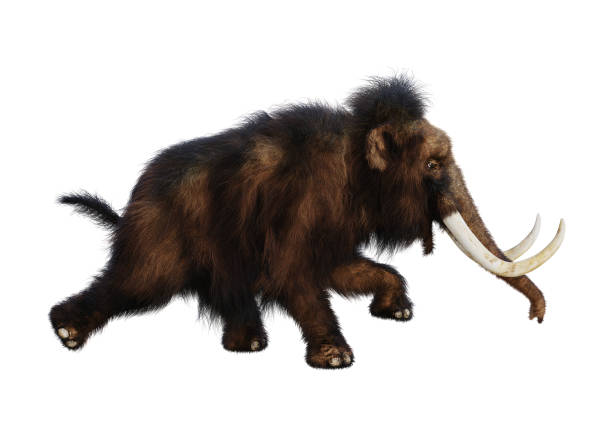 istock 3D illustration woolly mammoth on white 939577934