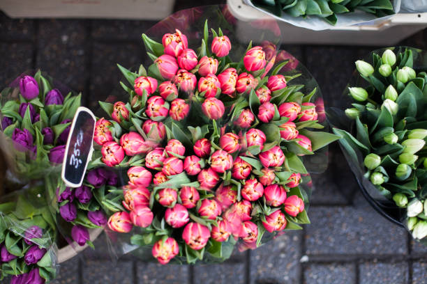 Tulips in Amsterdam's Flower Market ,Amsterdam, NETHERLANDS