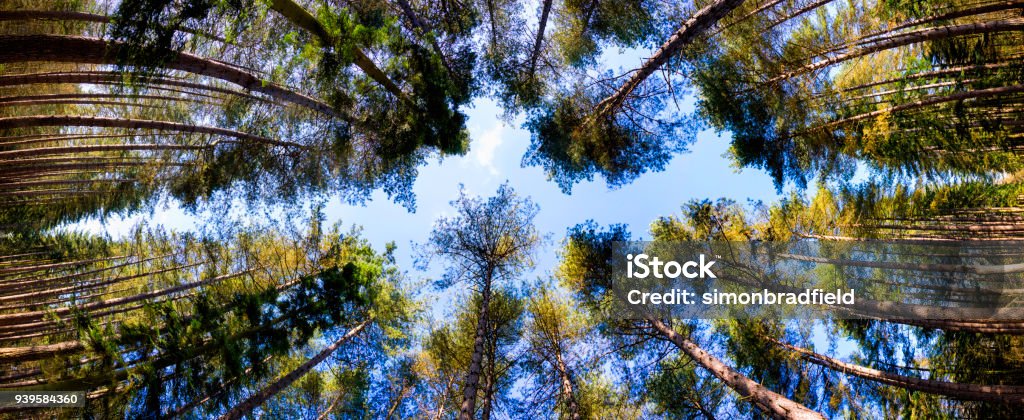 Pine Tree Canopy Looking up at the tree canopy of a pine forest Treetop Stock Photo