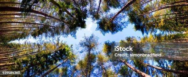 Pine Tree Canopy Stock Photo - Download Image Now - Treetop, Beauty In Nature, Buckinghamshire
