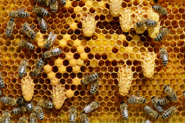 waxen domki do uprawy rozdziału rodziny pszczół. trodówka nowej królowej pszczół. - waxen zdjęcia i obrazy z banku zdjęć