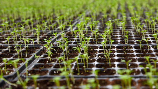 plántulas de hortalizas de invernadero - technology farm cameron highlands agriculture fotografías e imágenes de stock