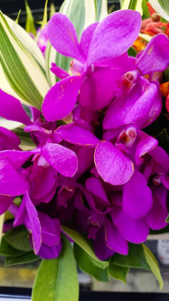 istock Purple Orchids Flower 939586996