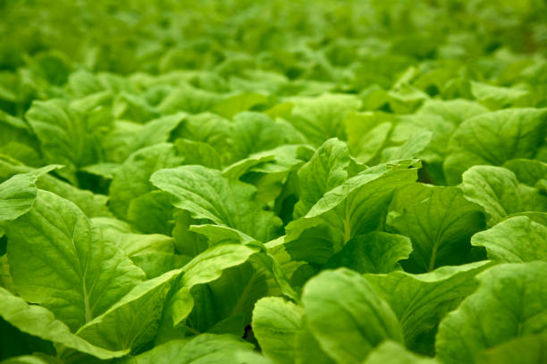 en el cultivo hidropónicos de invernadero de hortalizas - technology farm cameron highlands agriculture fotografías e imágenes de stock